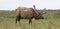 Aging shedding Bull Elk at Upper Falls meadow in Yellowstone National Park in Wyoming USA