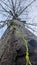 an aging tree, taken from below, natural concept