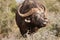 Agitated African Buffalo