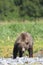 Agitated brown bear boar displaying warning signs