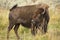 Agitated female bison gesturing in field, Yellowstone National P