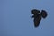 Agitated redwing blackbird displaying against a blue sky in Conn