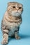 Agitated Scottish Fold cat looks concerned and attentively. Studio, blue background.