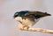 Agitated Tree Swallow