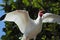 Agitated white ibis in tree, Gulf Coast of Florida.