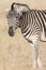 Agitated zebra with ears back