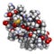 Agitoxin scorpion toxin. Neurotoxin present in deathstalker scorpion venom. Blocks Shaker potassium channels