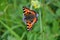 Aglaia urticae, butterfly