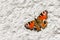 Aglais butterfly on the light concrete surface.