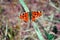 Aglais butterfly sitting on twig, soft blurry gray background