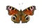 Aglais io butterfly isolated