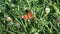 Aglais io, the European peacock butterfly, on the clover flower.