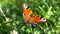 Aglais io, the European peacock butterfly, on the clover flower.