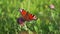 Aglais io, the European peacock butterfly, on the clover flower.