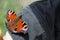 Aglais io  the European peacock orange butterfly colourful on the sleeve of the clothes