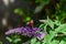 Aglais io feeding on a purple eastern coneflower  coneflower