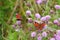 Aglais io or Peacock butterfly.