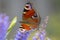 Aglais io, peacock butterfly feeding nectar from a purple butterfly-bush in garden