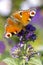 Aglais io, peacock butterfly feeding nectar from a purple butterfly-bush in garden