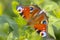 Aglais io, Peacock butterfly pollinating on flowers. Top view, open wings