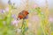 Aglais io, Peacock butterfly pollinating on flowers. Top view, open wings