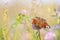 Aglais io, Peacock butterfly pollinating on flowers. Top view, open wings