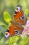 Aglais io, Peacock butterfly pollinating on flowers. Top view, open wings