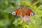 Aglais io, Peacock butterfly pollinating on flowers. Top view, open wings