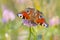 Aglais io, Peacock butterfly pollinating on flowers. Top view, open wings