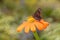 Aglais-io resting on Dahlia coccinea