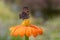 Aglais-io resting on Dahlia coccinea