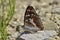 Aglais iris - butterfly