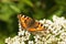 Aglais urticae - butterfly