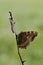 Aglais urticae butterfly dark brown on a forest plant