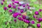 Aglais urticae is a butterfly on the violet Gomphrena flower