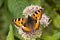 Aglais urticae, Nymphalis urticae, Small Tortoiseshell