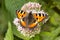 Aglais urticae, Nymphalis urticae, Small Tortoiseshell butterfly