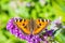 Aglais urticae small tortoiseshell butterfly top view isolated by nature