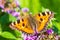 Aglais urticae small tortoiseshell butterfly top view isolated by nature