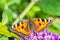Aglais urticae small tortoiseshell butterfly top view isolated by nature