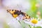 Aglais urticae small tortoiseshell butterfly top view spread wings isolated by nature