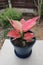 Aglaonema, Aglaonema commutatum or pink Aglaonema