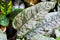 Aglaonema or Araceae, aglaonena modestum Schott or Silver evergreen or bicolor Aglaonema or Dieffenbachia