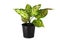 Aglaonema, beautiful tree in black pot isolated