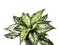 Aglaonema in a black potted on white background with copy space. Chinese Evergreen.