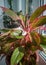 Aglaonema Blossoms - Ornamental houseplant in a pot. Floriculture as a hobby