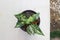 Aglaonema ,Chinese Evergreen or Aglaonema