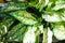 Aglaonema ,Chinese Evergreen or Aglaonema or bicolor plant