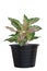 Aglaonema or Chinese Evergreen growing in black plastic pot isolated on white background.