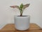 Aglaonema chinese evergreen plant in a white pot